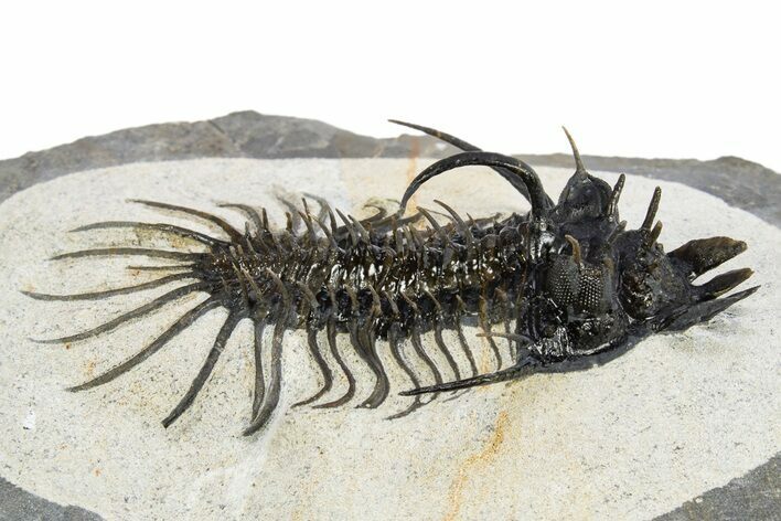 Spiny Quadrops Trilobite - Ofaten, Morocco #311504